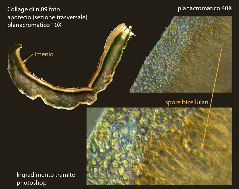 1 passi di microscopia: i licheni