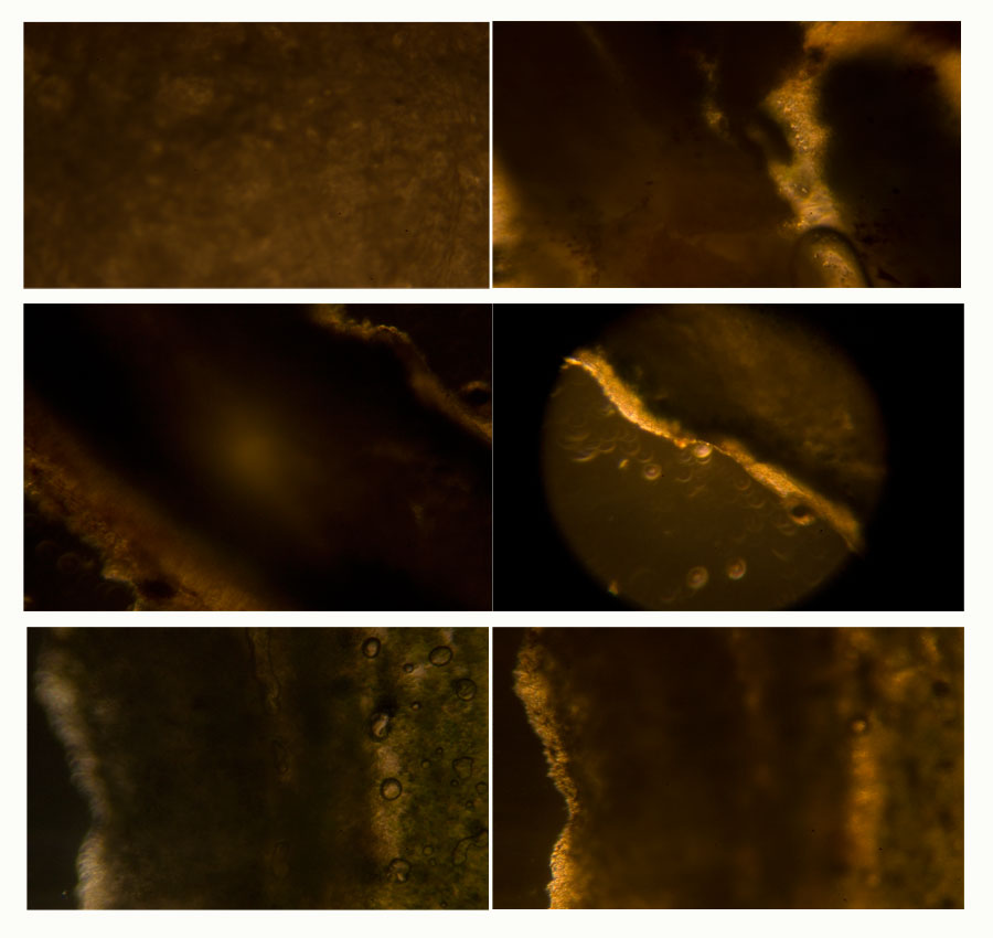 1 passi di microscopia: i licheni