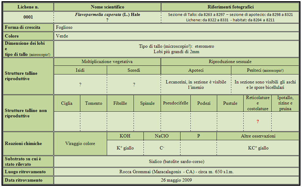 lichene foglioso, tallo verdolino...che dite?