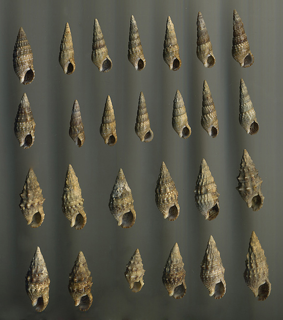 Cerithium lividulum e repandanum