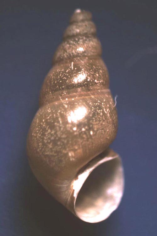 Aiuto determinazione