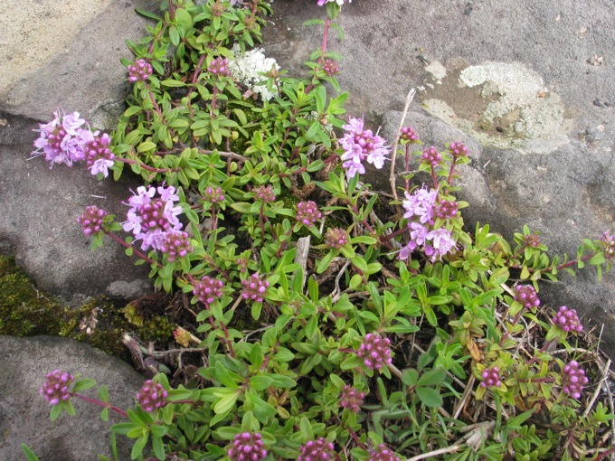 Thymus  longicaulis / Timo longicaule