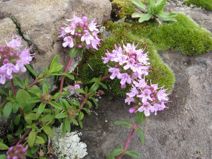 Thymus  longicaulis / Timo longicaule