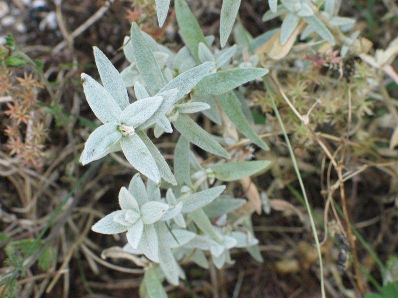Cerastium tomentosum