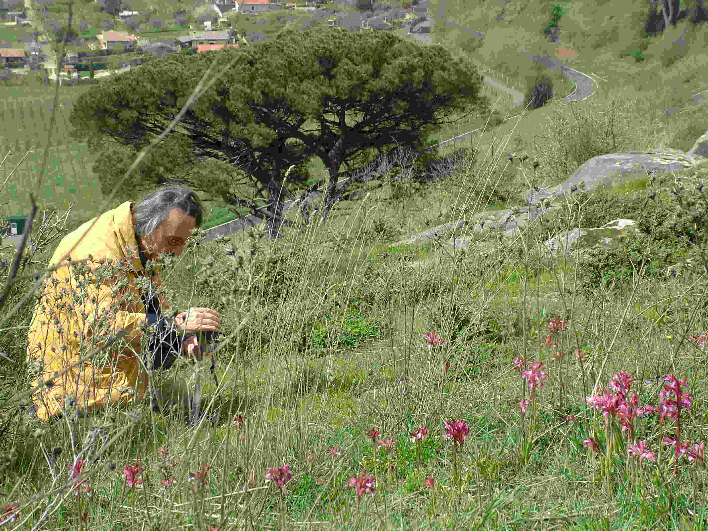 Orchidee a Cofano