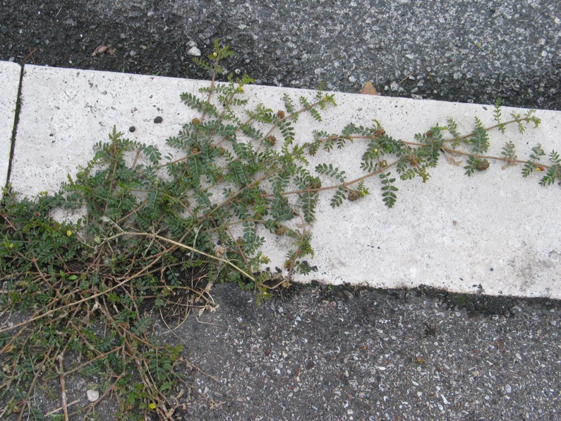 Tribulus terrestris / Tribolo comune