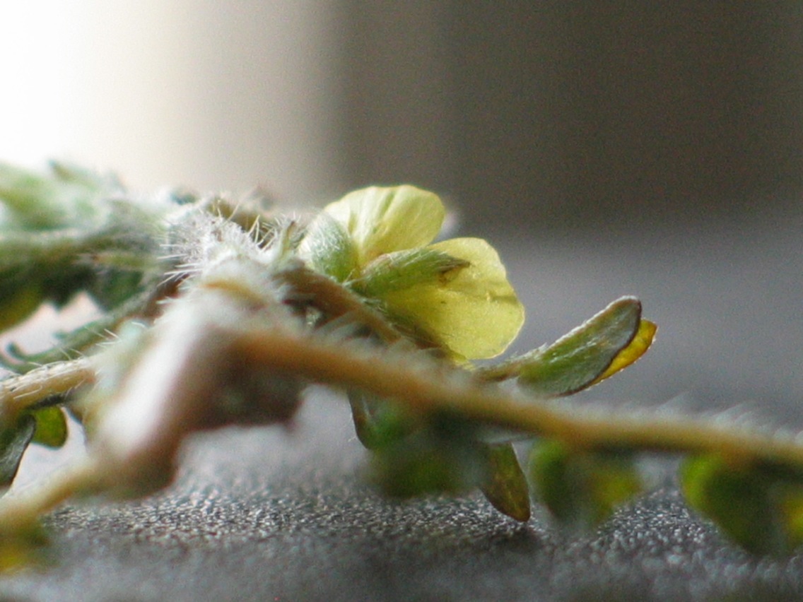 Tribulus terrestris / Tribolo comune