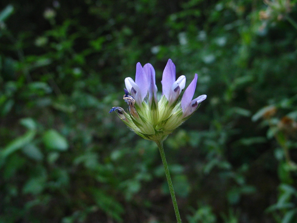 Bituminaria bituminosa