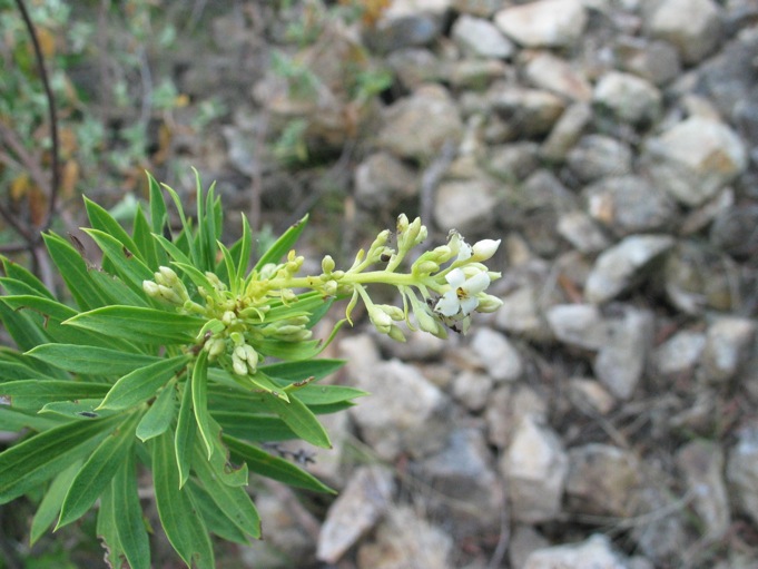 Crucifera? no, Daphne gnidium
