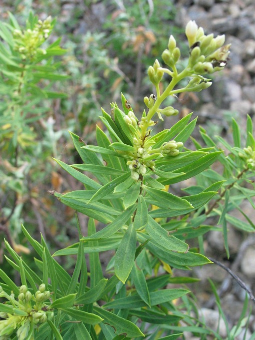 Crucifera? no, Daphne gnidium