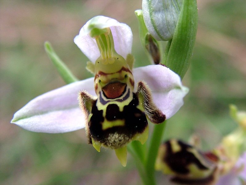 Orchidee a Cofano