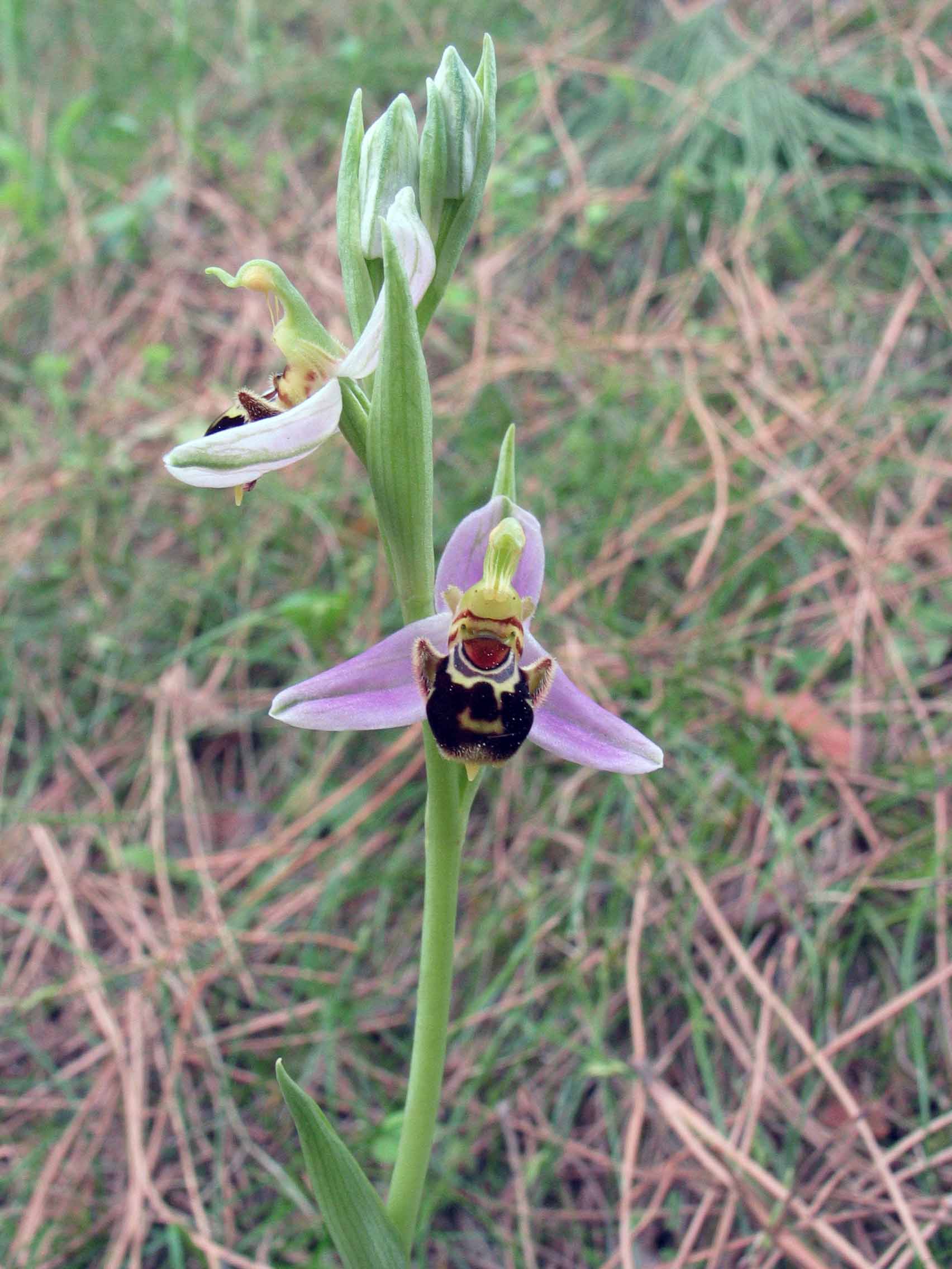 Orchidee a Cofano