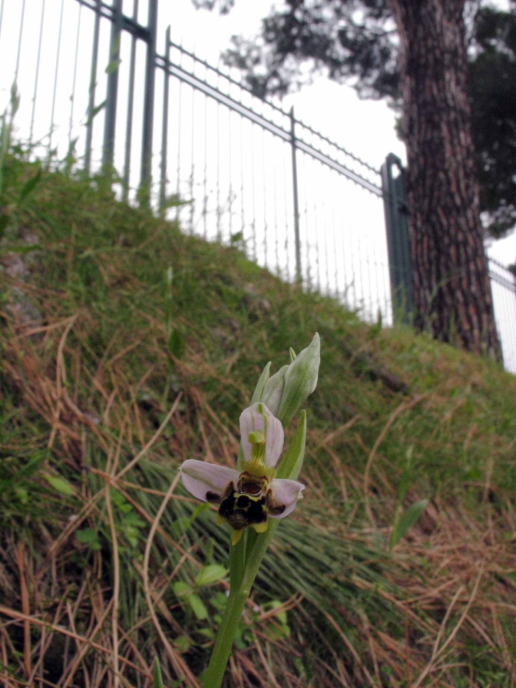 Orchidee a Cofano