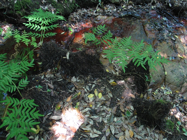 Osmunda regalis / Osmunda regale