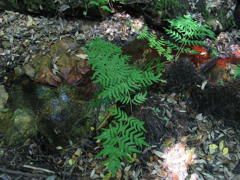 Osmunda regalis / Osmunda regale
