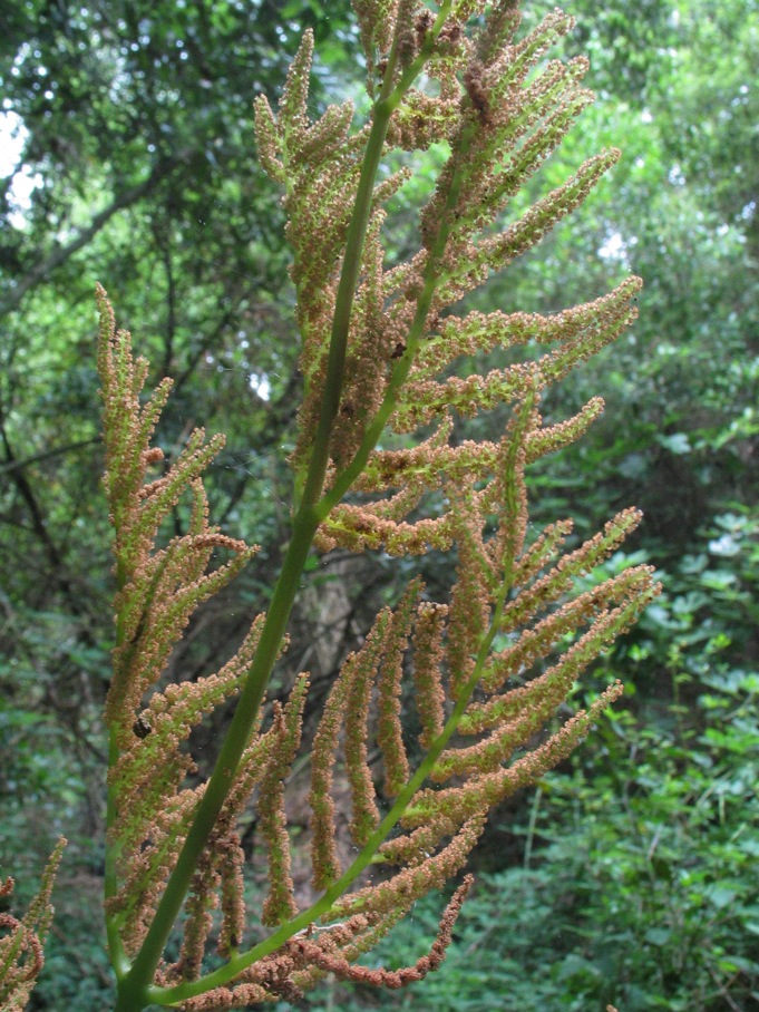 Osmunda regalis / Osmunda regale
