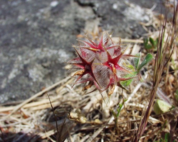 Trifolium stellatum / Trifoglio stellato