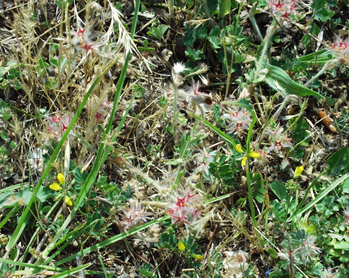 Trifolium stellatum / Trifoglio stellato