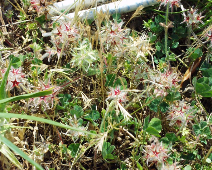 Trifolium stellatum / Trifoglio stellato