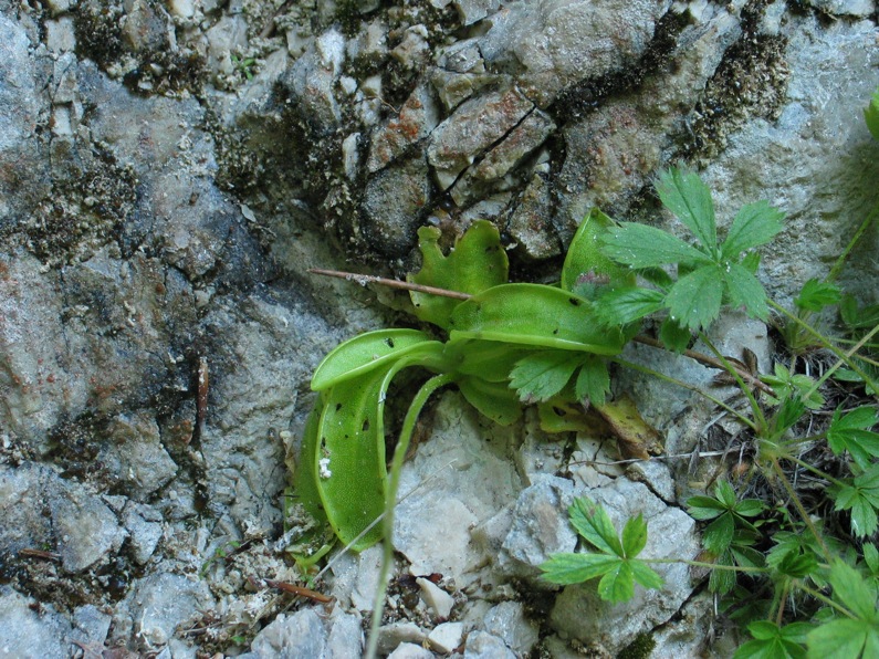 Pinguicula vallis-regiae