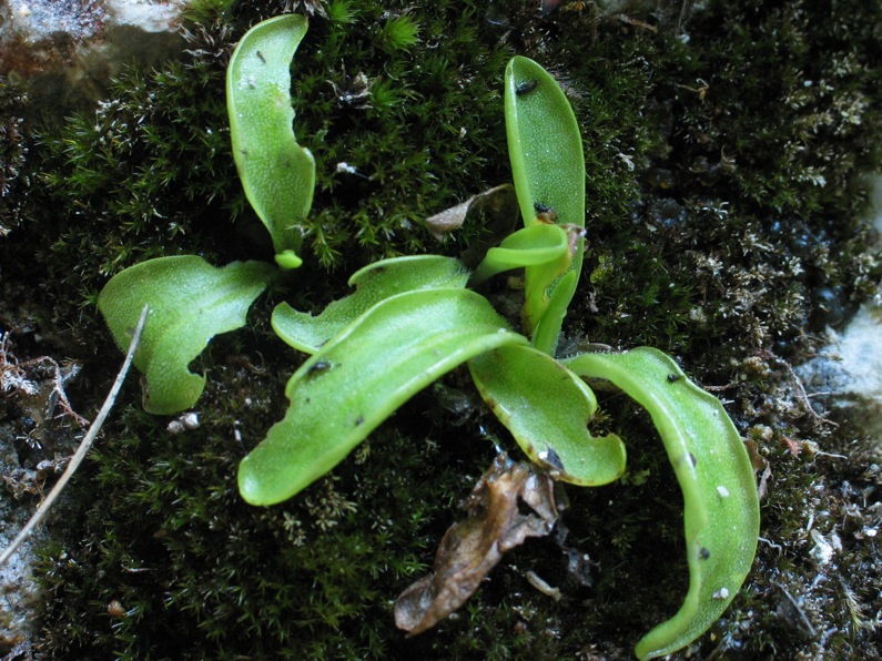 Pinguicula vallis-regiae