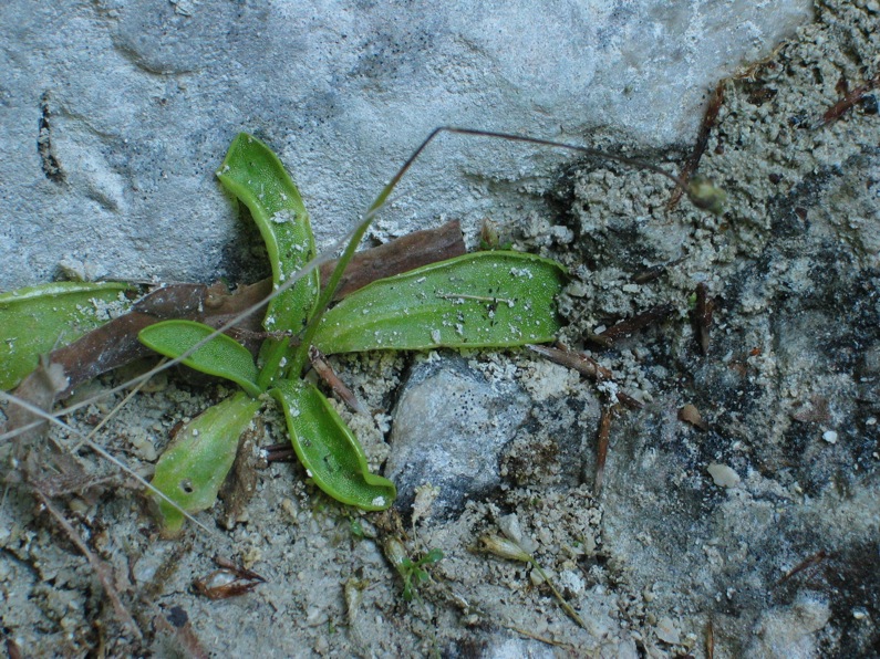 Pinguicula vallis-regiae