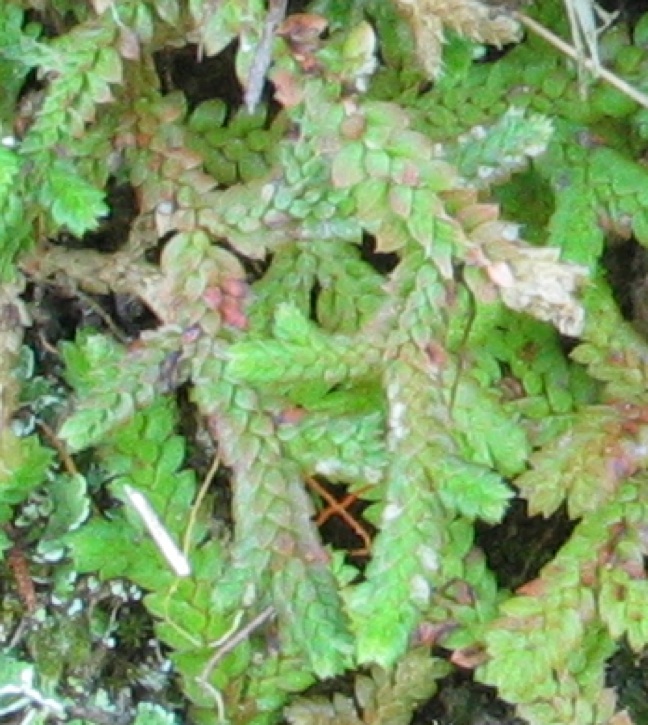 Selaginella denticulata / Selaginella denticolata