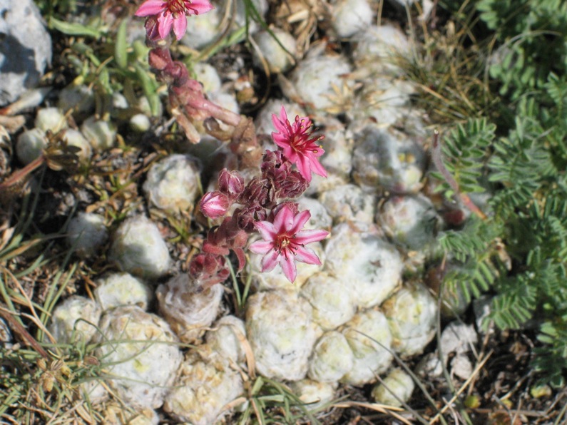 Sempervivum arachnoideum / Semprevivo ragneteloso