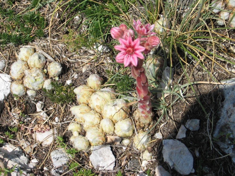 Sempervivum arachnoideum / Semprevivo ragneteloso