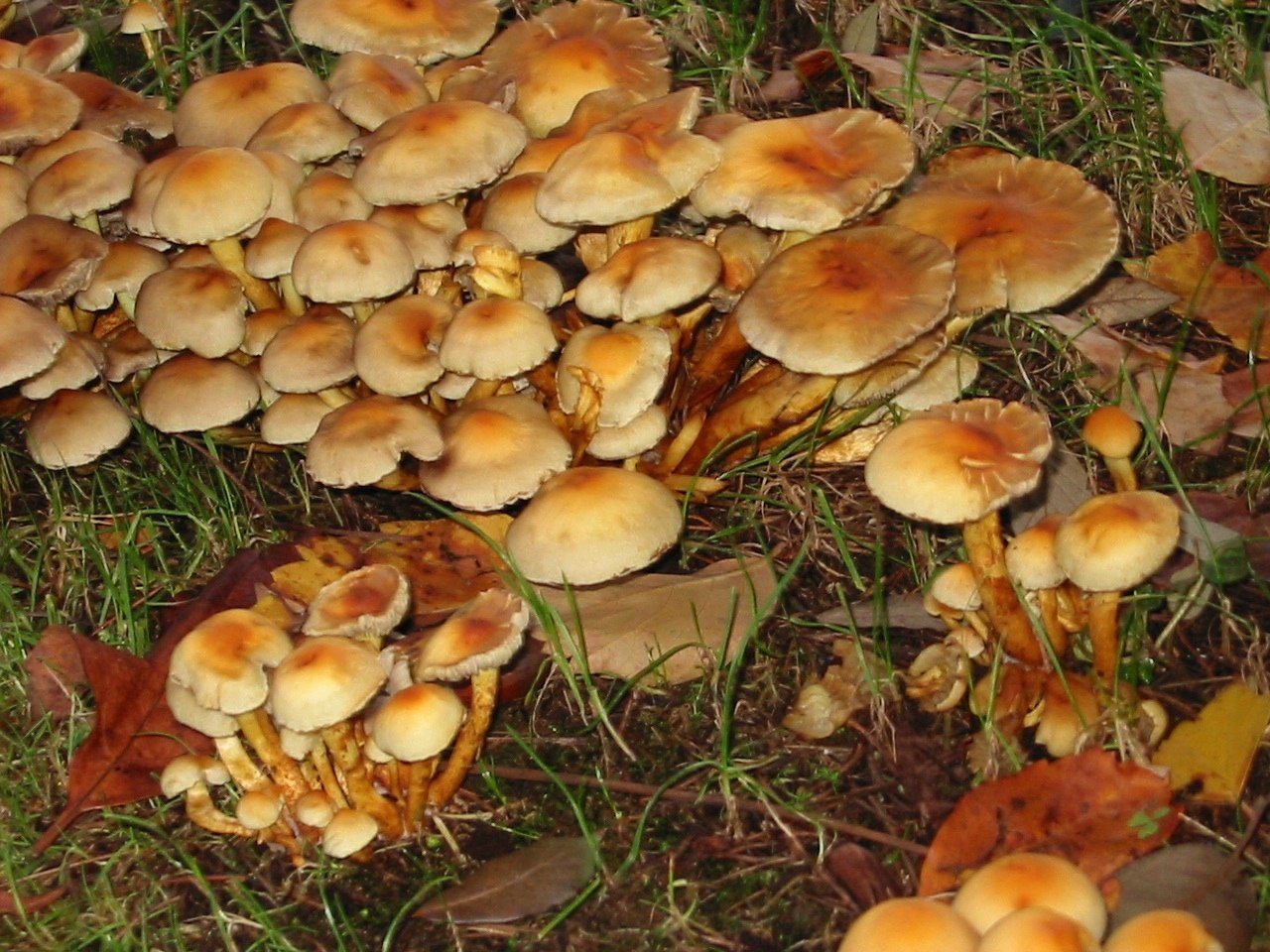 Funghi metropolitani