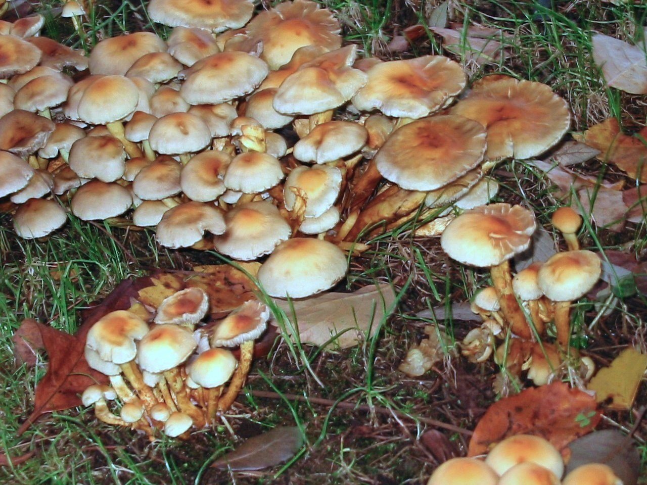 Funghi metropolitani