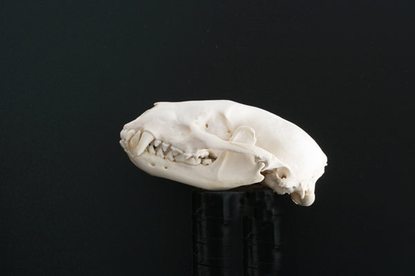 cranio di carnivoro