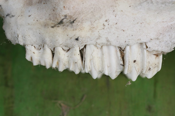Dentone!