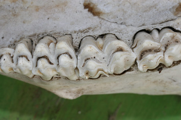 Dentone!