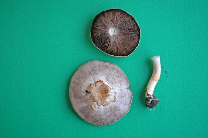 Nei giardini pubblici