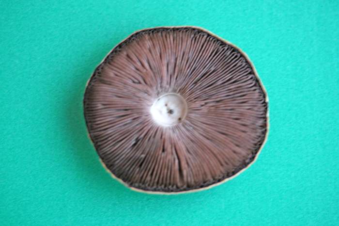 Nei giardini pubblici