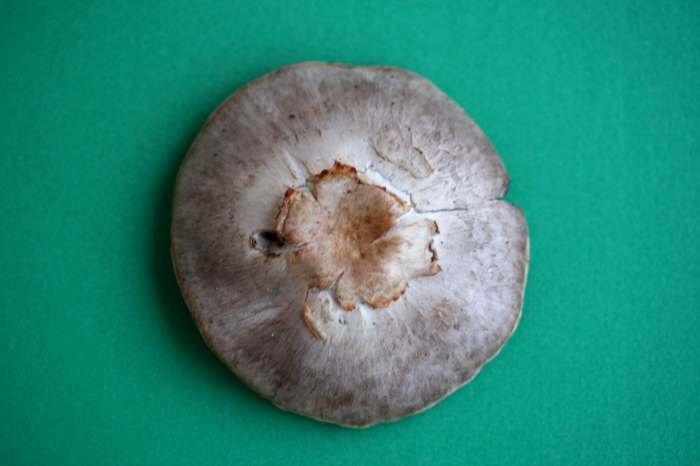 Nei giardini pubblici