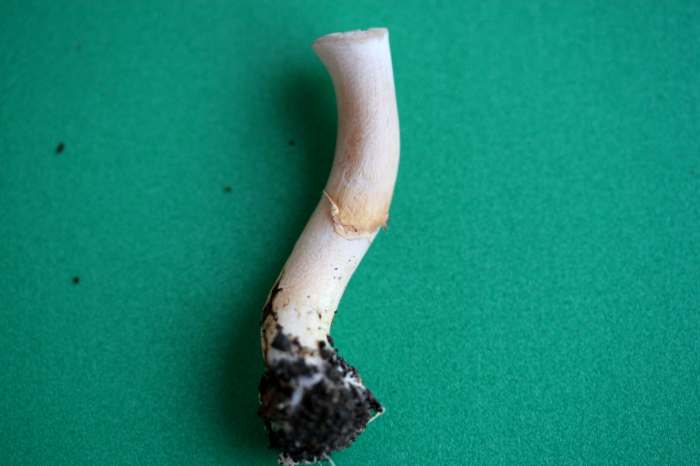 Nei giardini pubblici