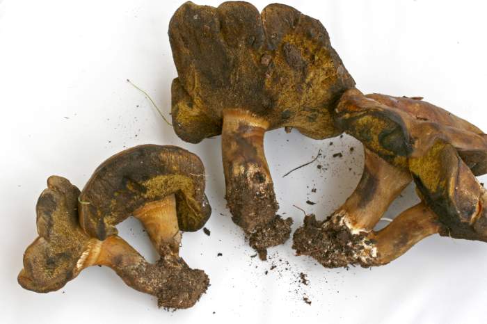 Boletacea