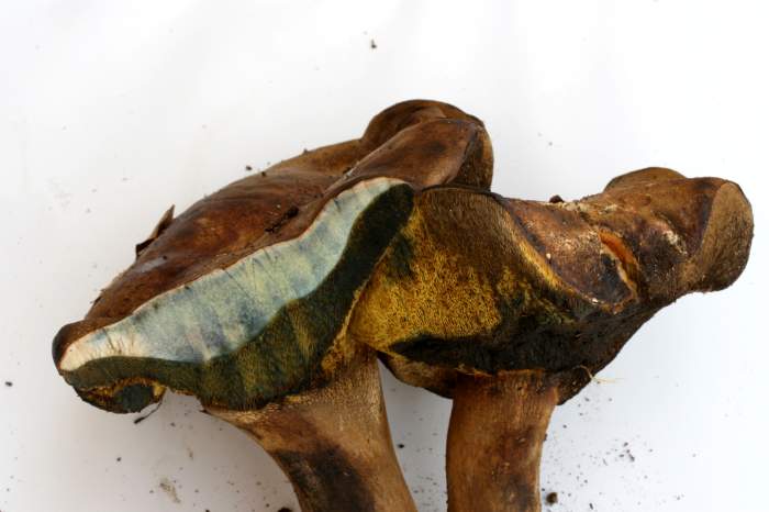 Boletacea