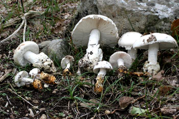 Amanita proxima ed ovoidea