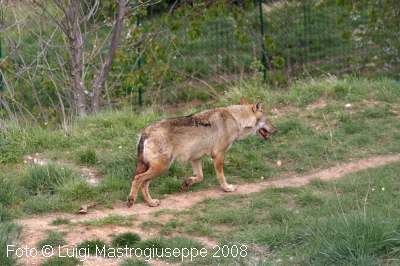 Lupo nelle Alpi