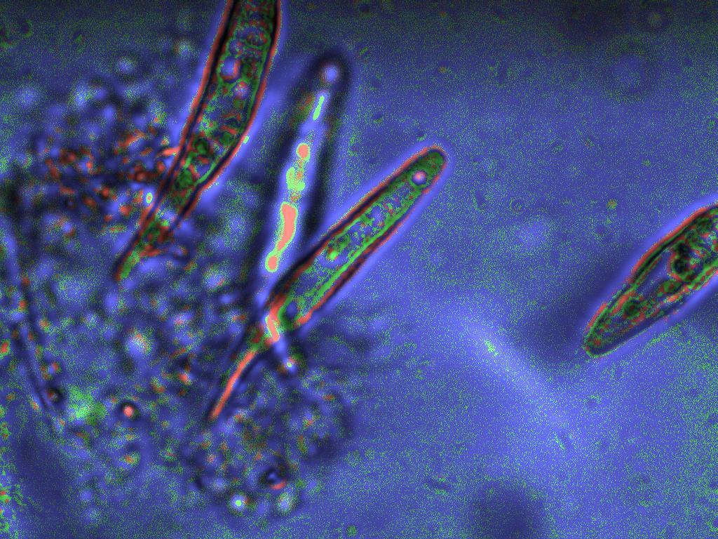 Astramoeba 