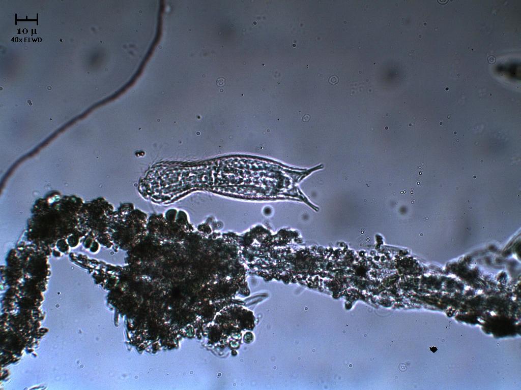 Non mi ricordo mai come si chiama