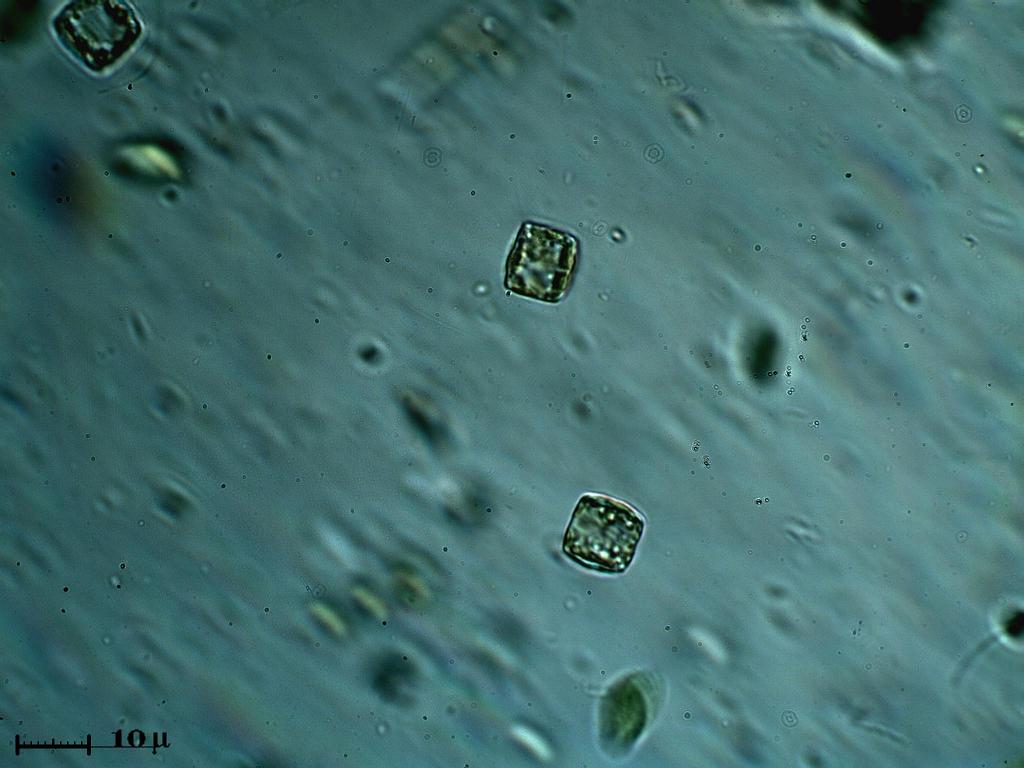 Minialghe quadrate