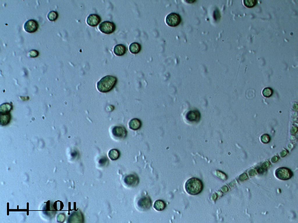 Flagellati o Cloroficee?