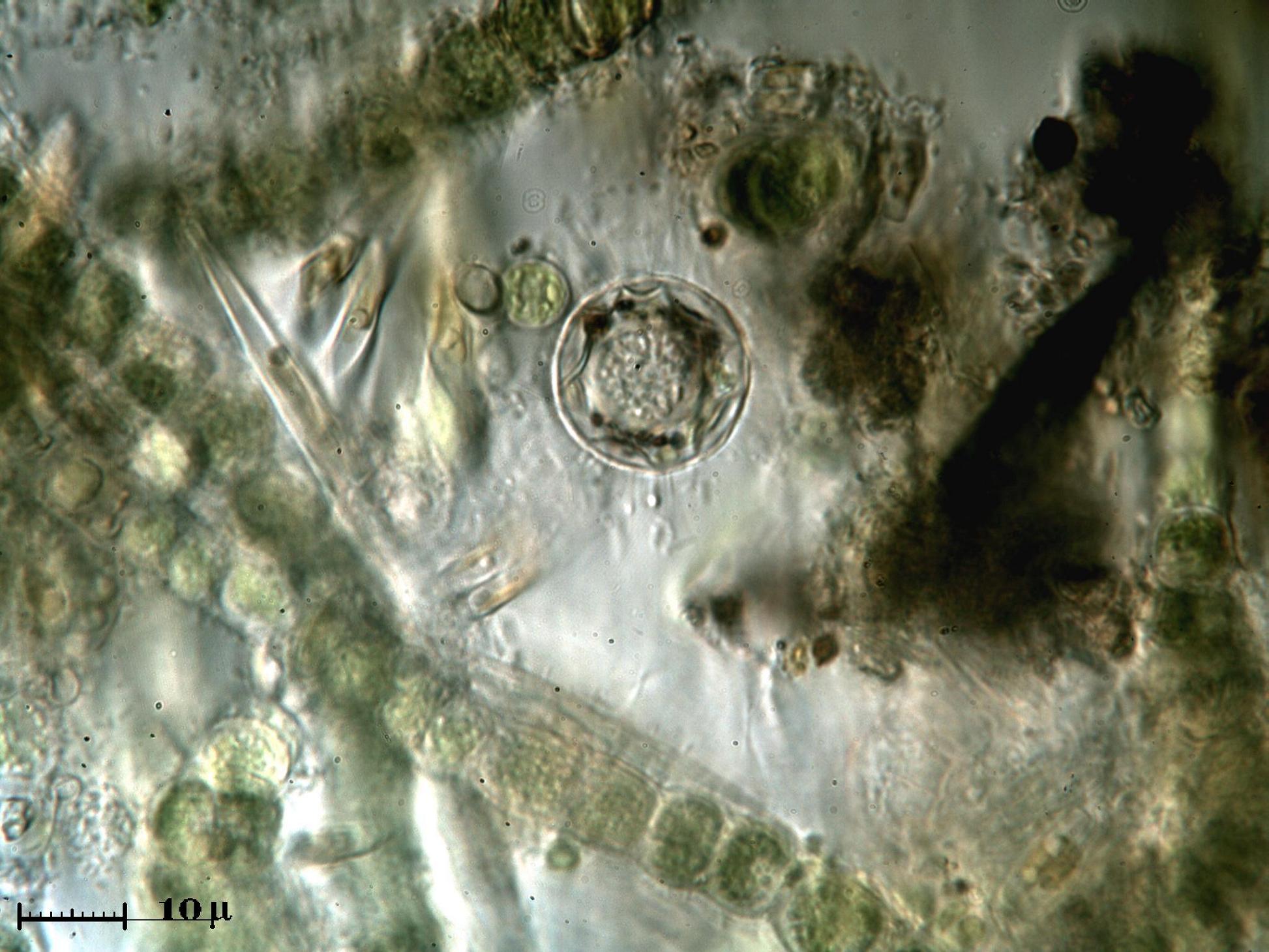 Strana struttura