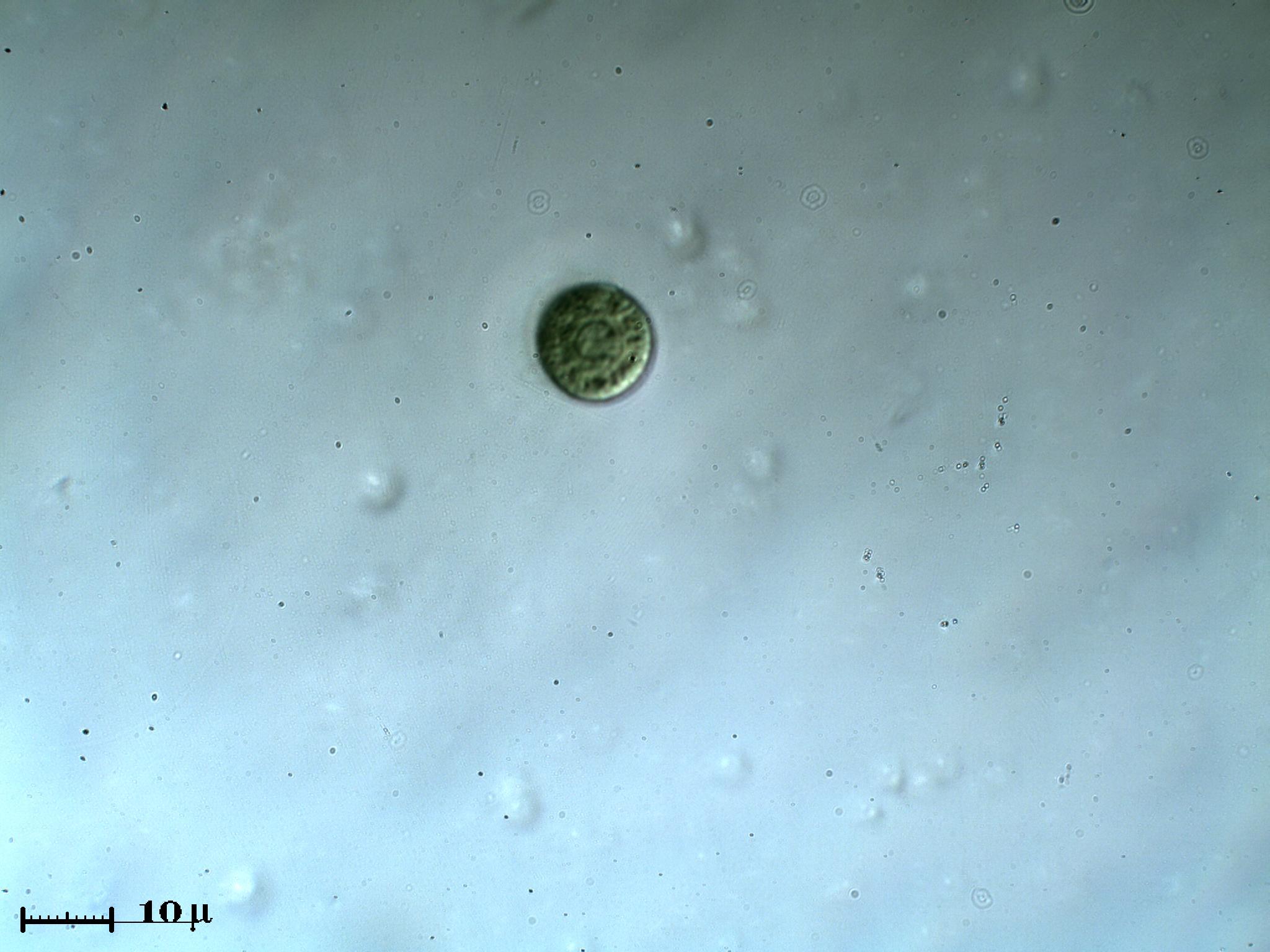 Chlamydomonas?