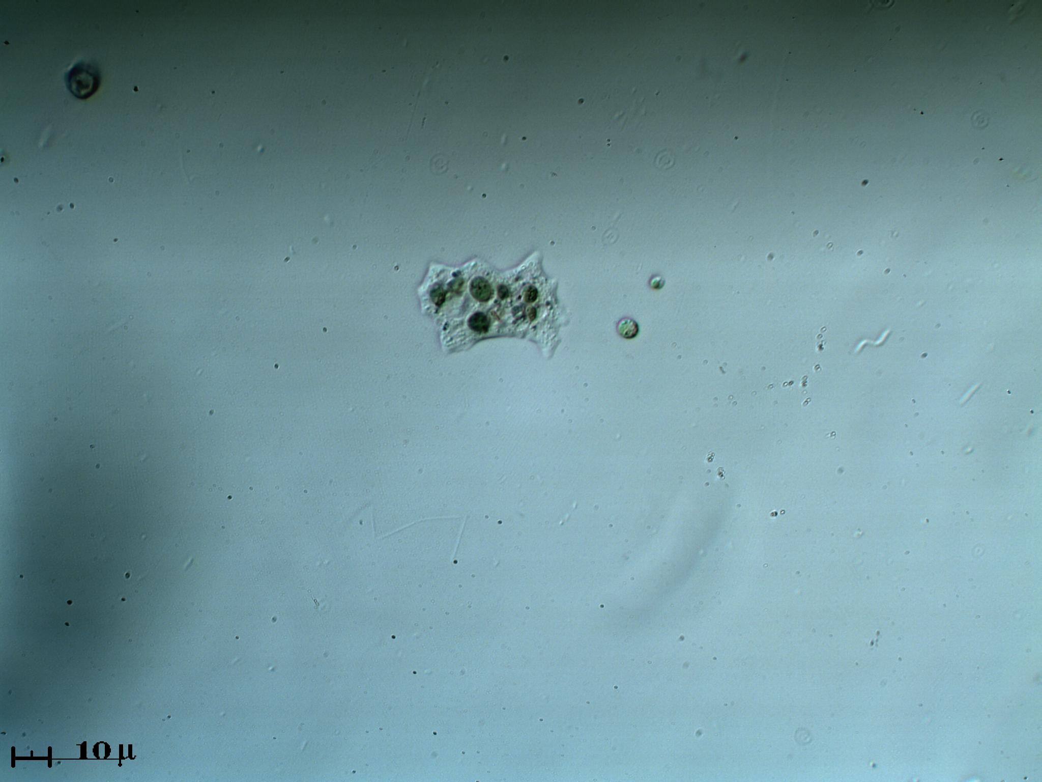 Piccola Amoeba