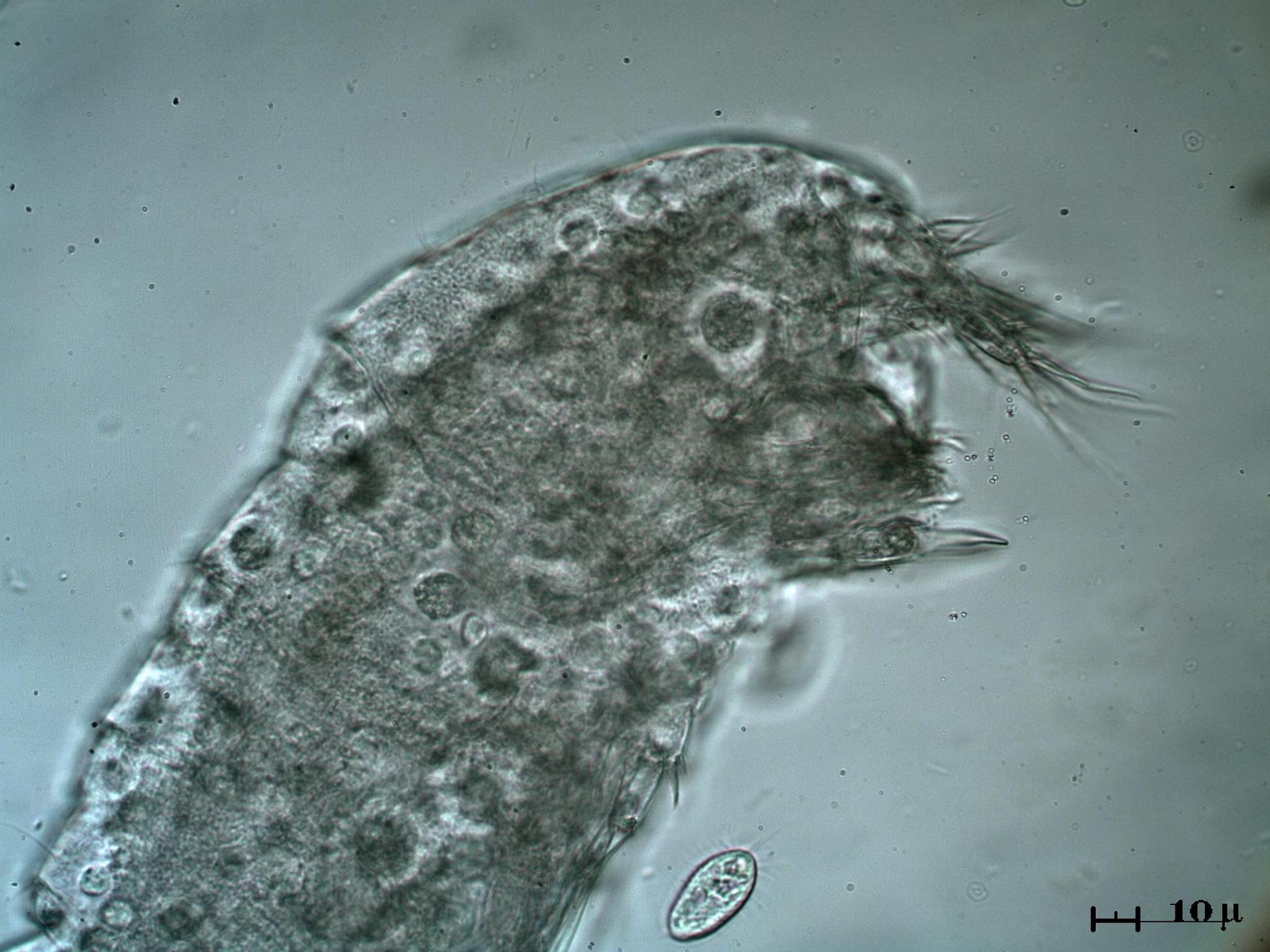Testa di Copepode